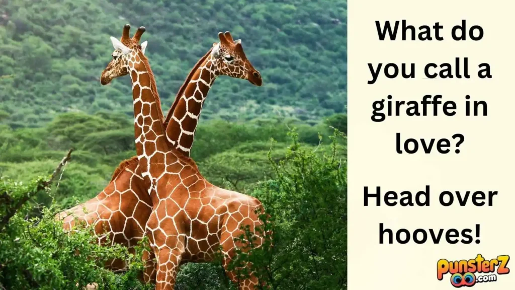 Giraffe's High Love Puns