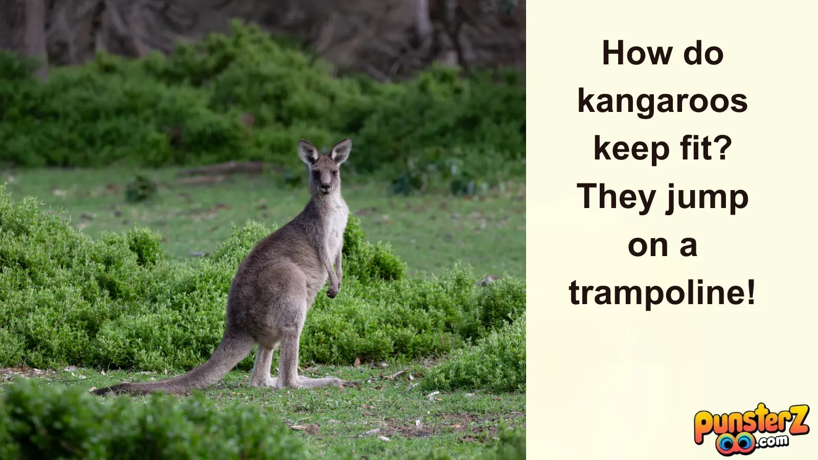 Funny Kangaroo Puns