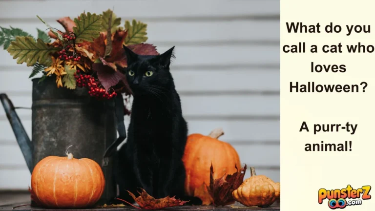 Halloween Cat Puns