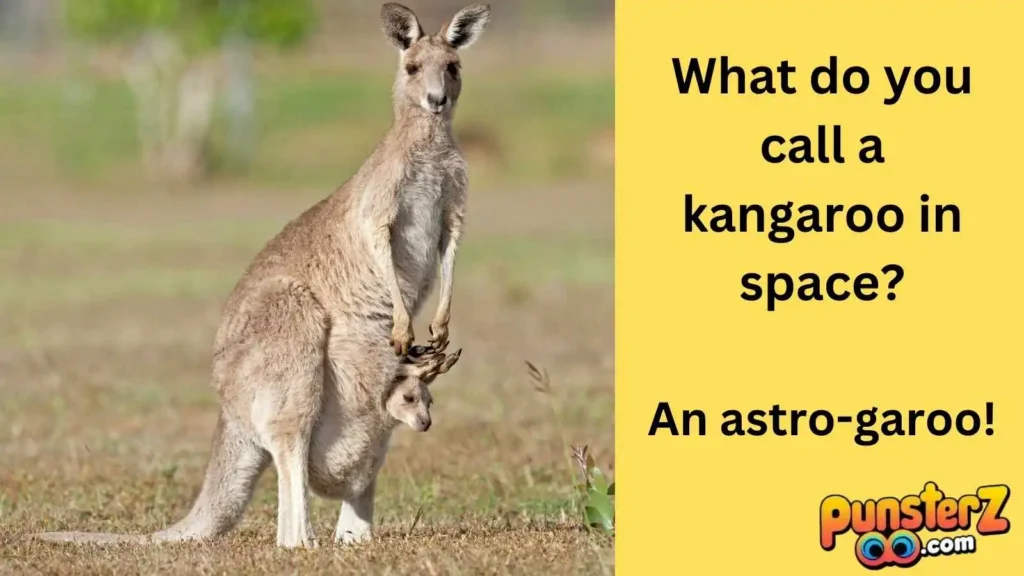 Kangaroo Antics 