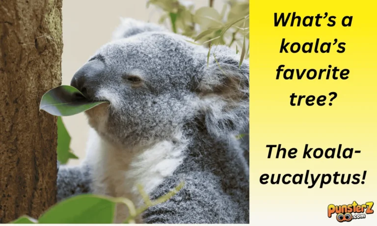 Koala Puns