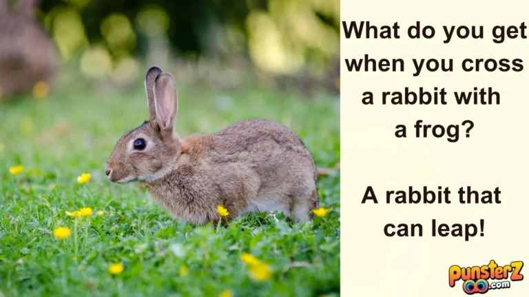 rabbit puns