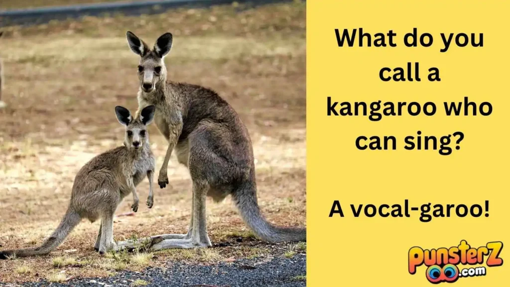 Silly Kangaroo Quips 