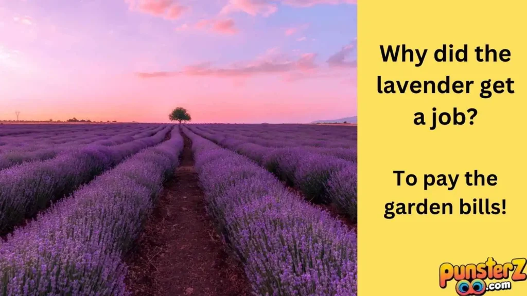 The Humor of Lavender