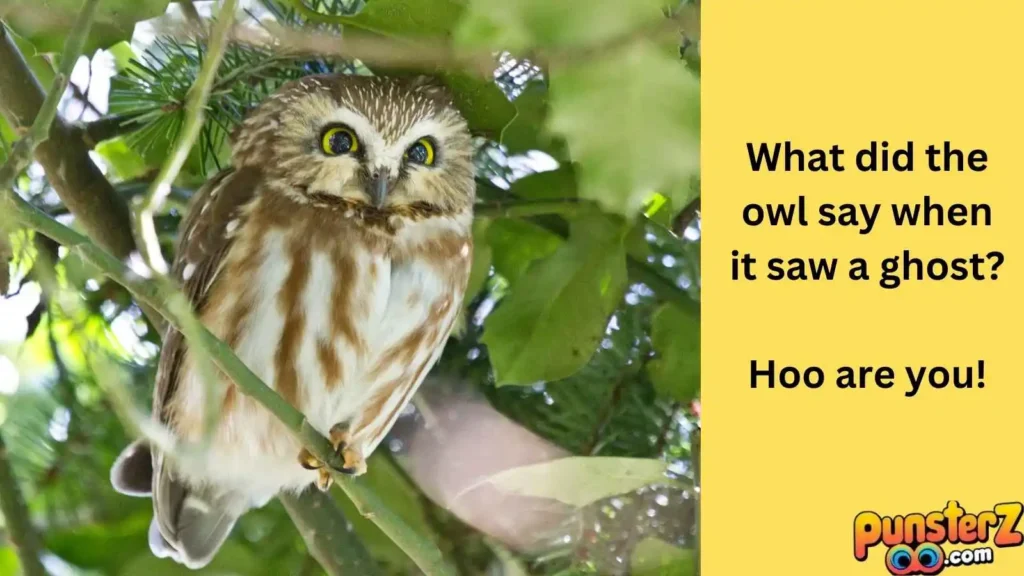 wise-old-owls